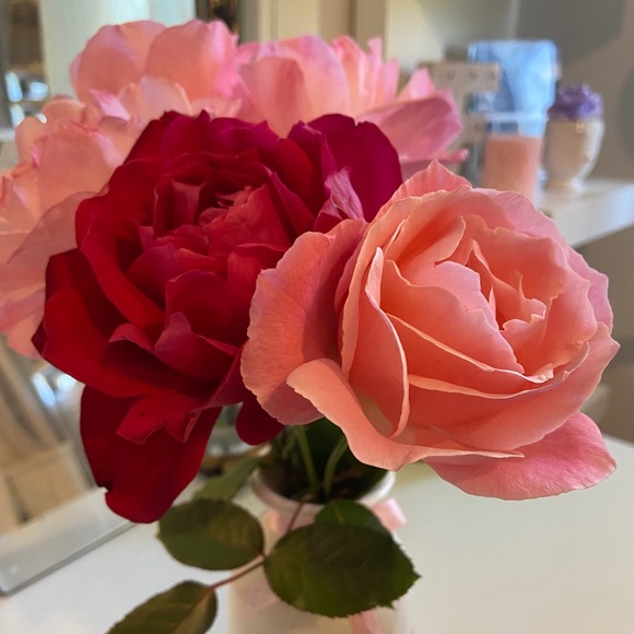 Meet your Posher, Fatema - Picture 1 of 1